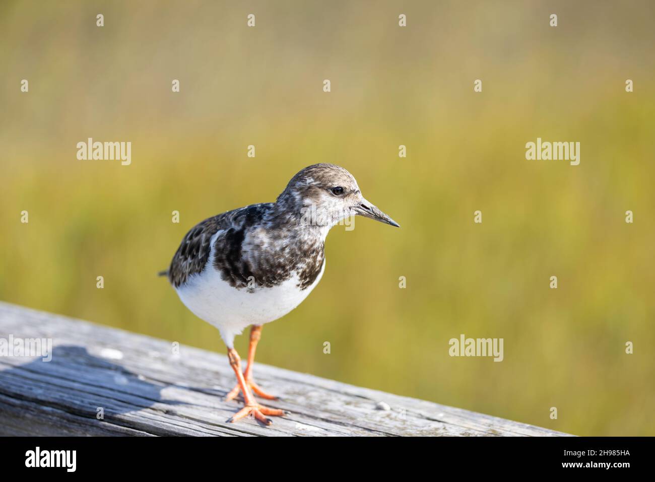 A close-up of a ruddy turnstone (Arenaria interpres) standing on the rail of a pier with a clean background. Stock Photo