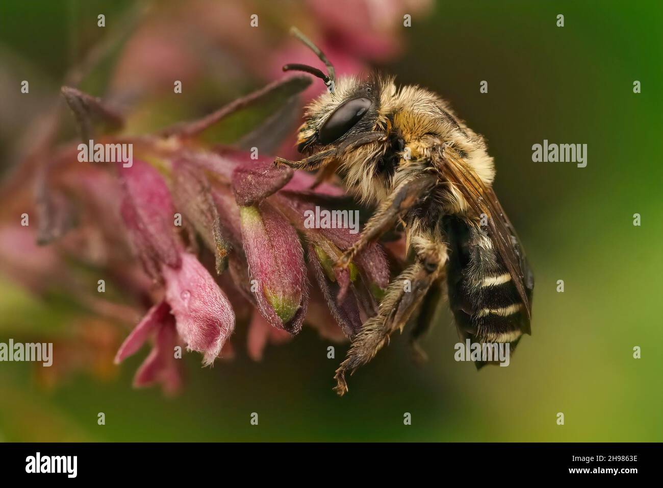 Closeup of a female of the specialist solitary Red bartsia bee, Melitta tricincta,  on the pink flower of it's host plan Odontites vernus Stock Photo