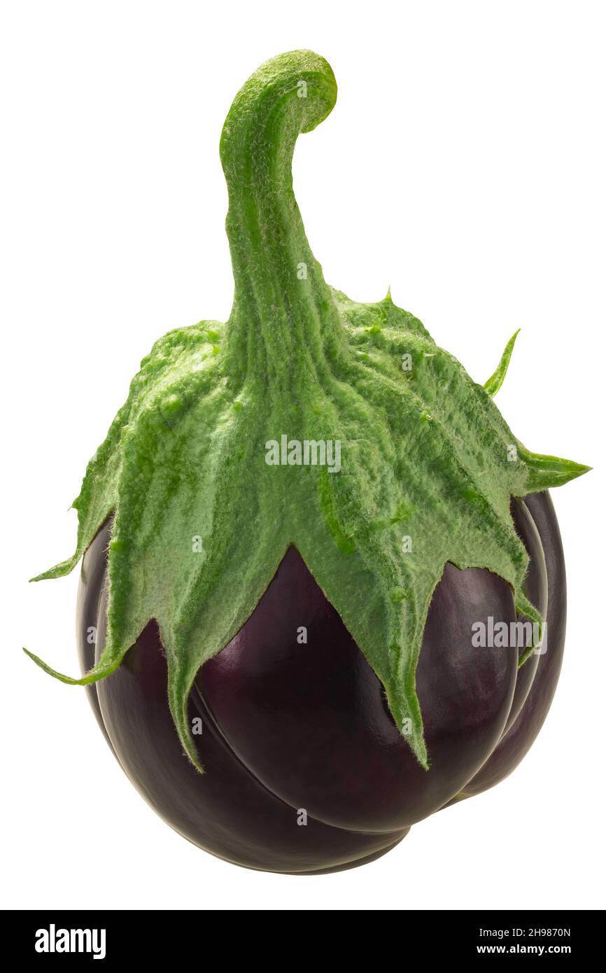 Ribbed eggplant or aubergine (Solanum melongena fruit), whole, isolated