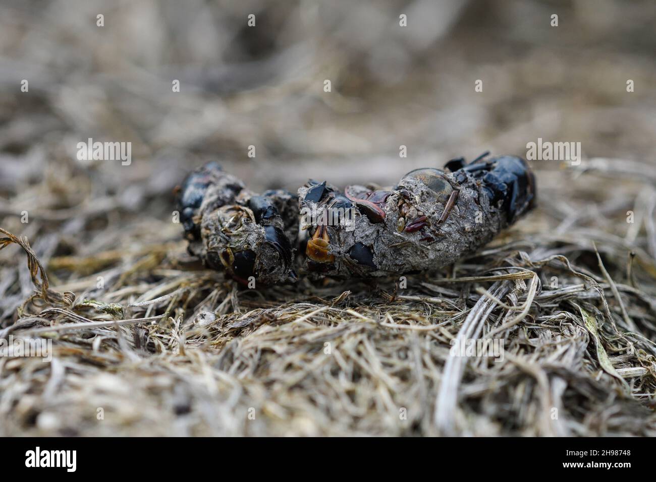 Hedgehog droppings on the garden floor Stock Photo Alamy