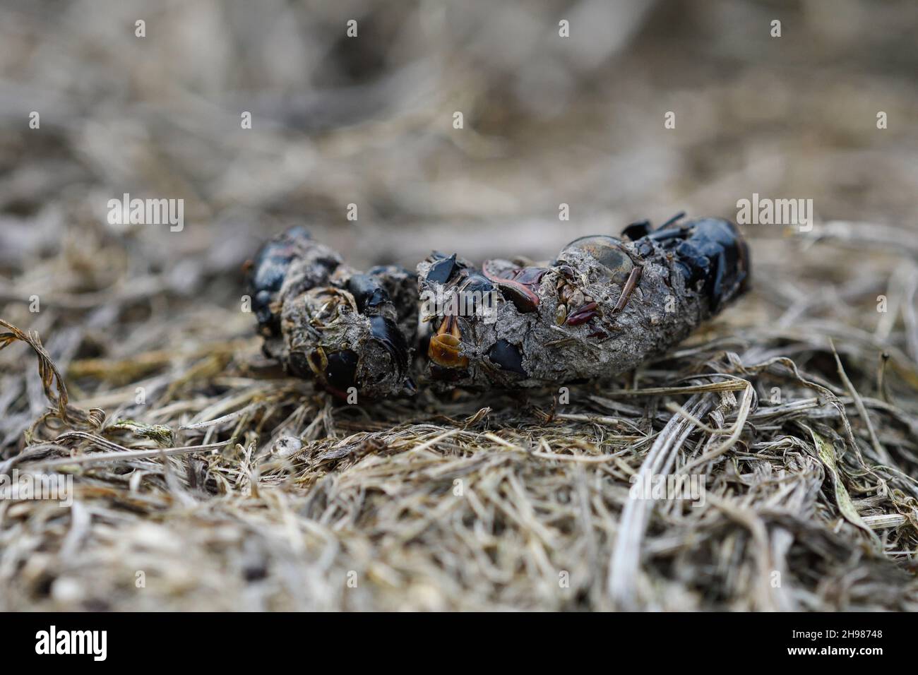 Hedgehog droppings on the garden floor Stock Photo