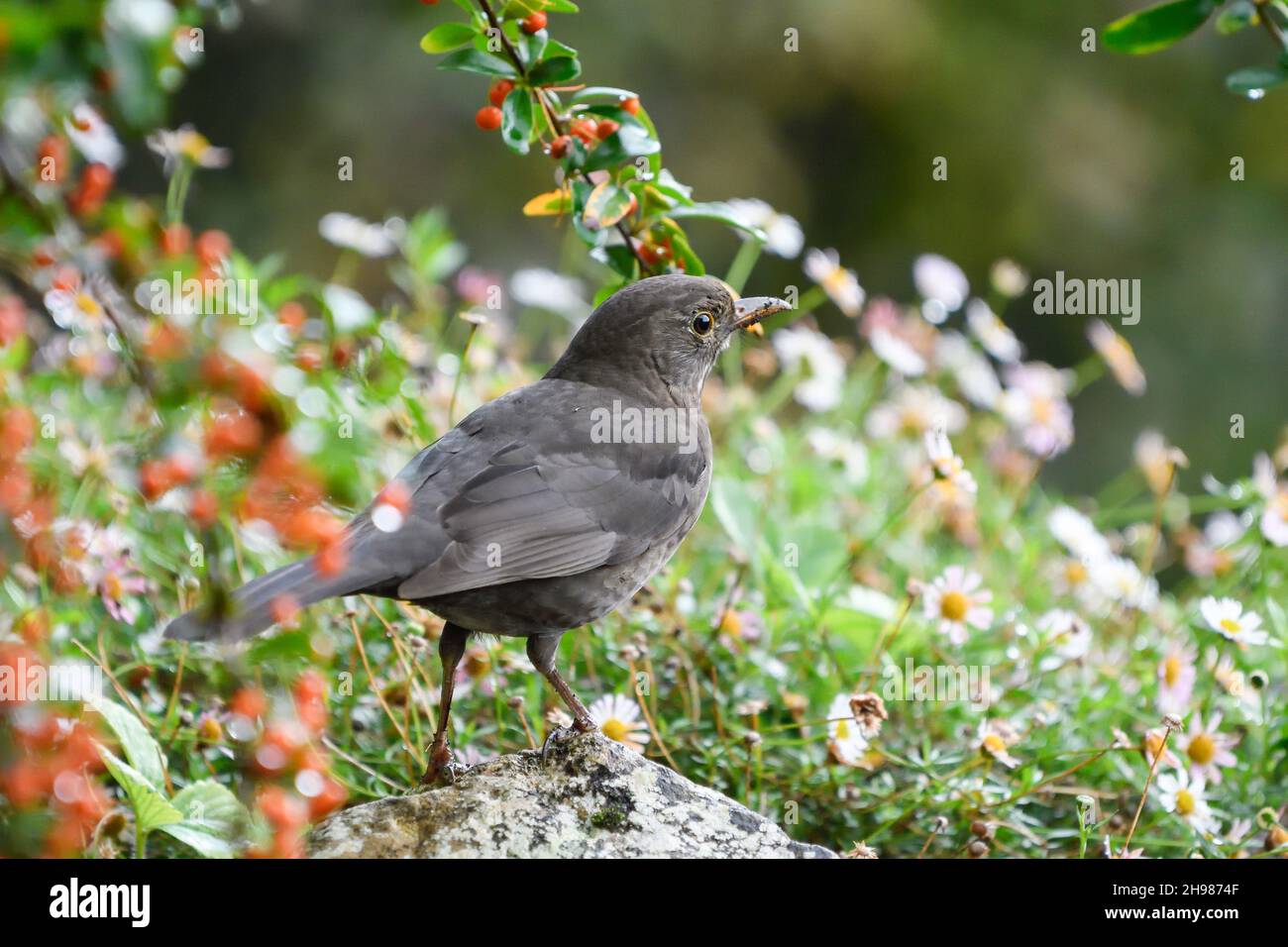 Close-up of a common blackbird among the garden flowers Stock Photo