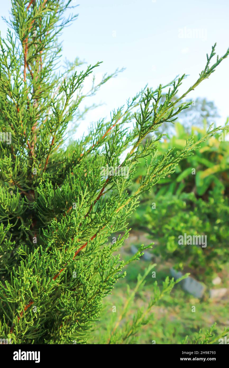 Juniperus chinensis, Chinese juniper or CUPRESSACEAE plant Stock Photo