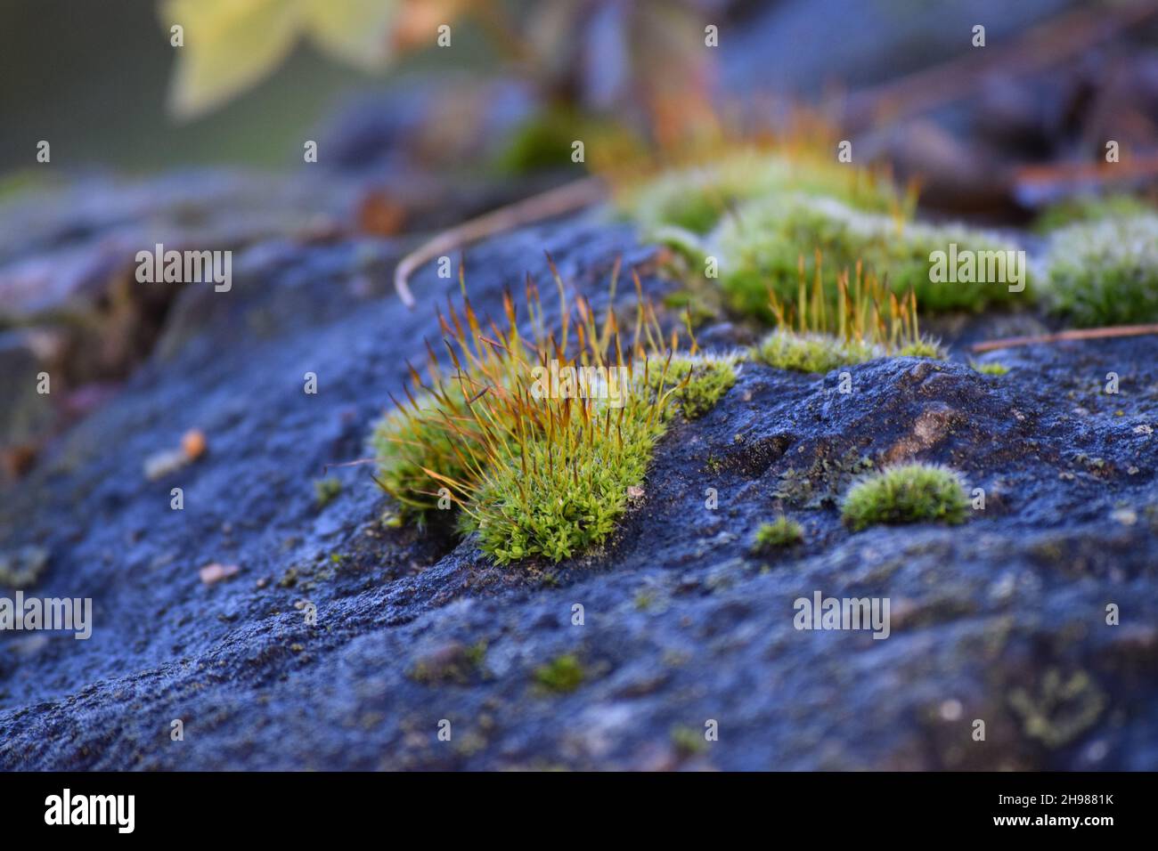Moss blooming on a Stone Stock Photo