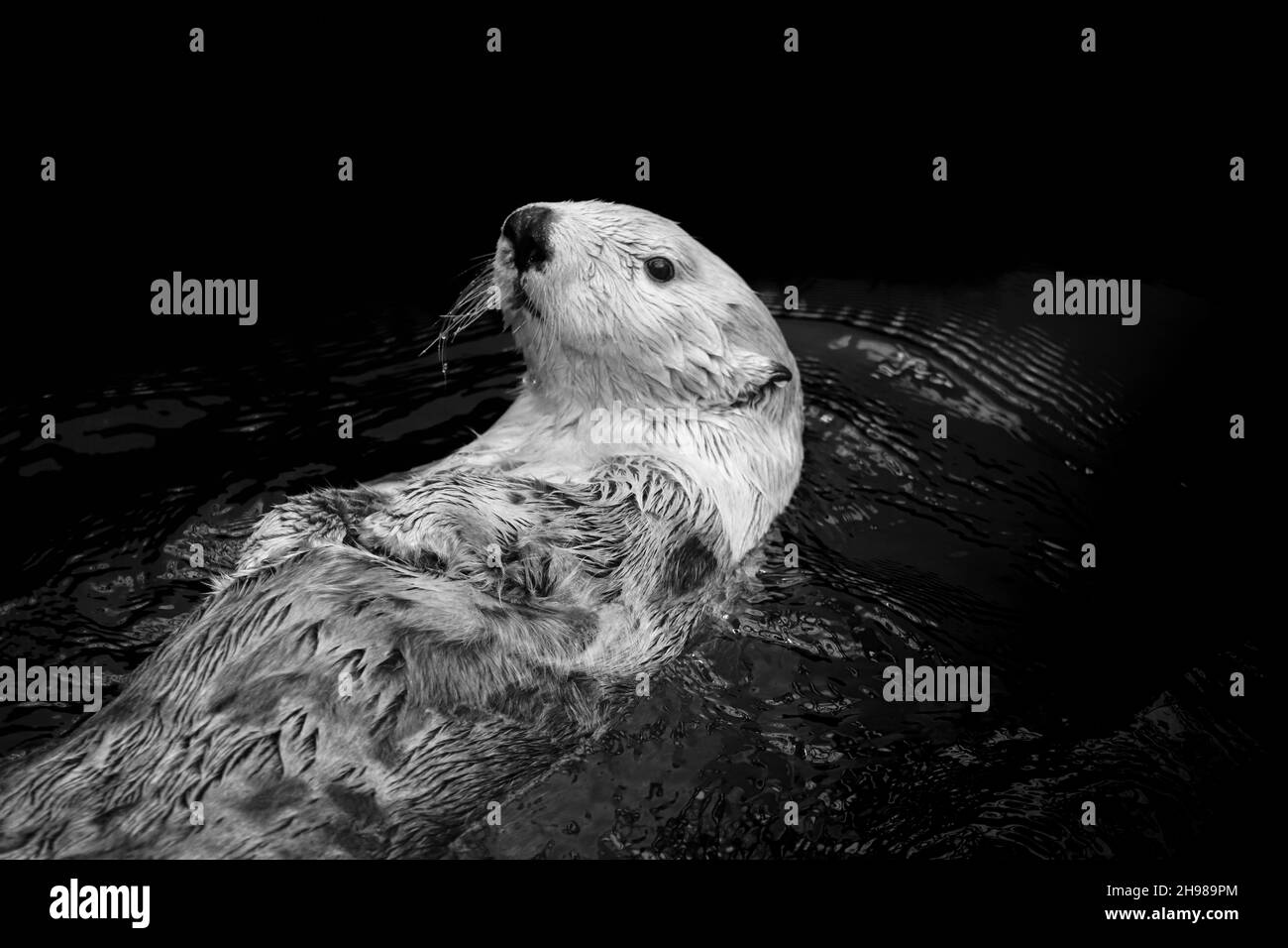 Sea otter floating Black and White Stock Photos & Images - Alamy