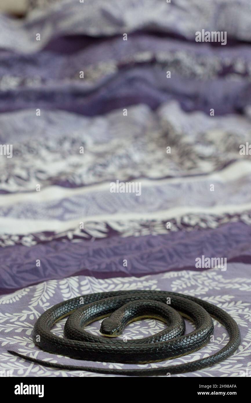 A black poisonous snake crawling into apartment in the bedroom on the bed. Stock Photo