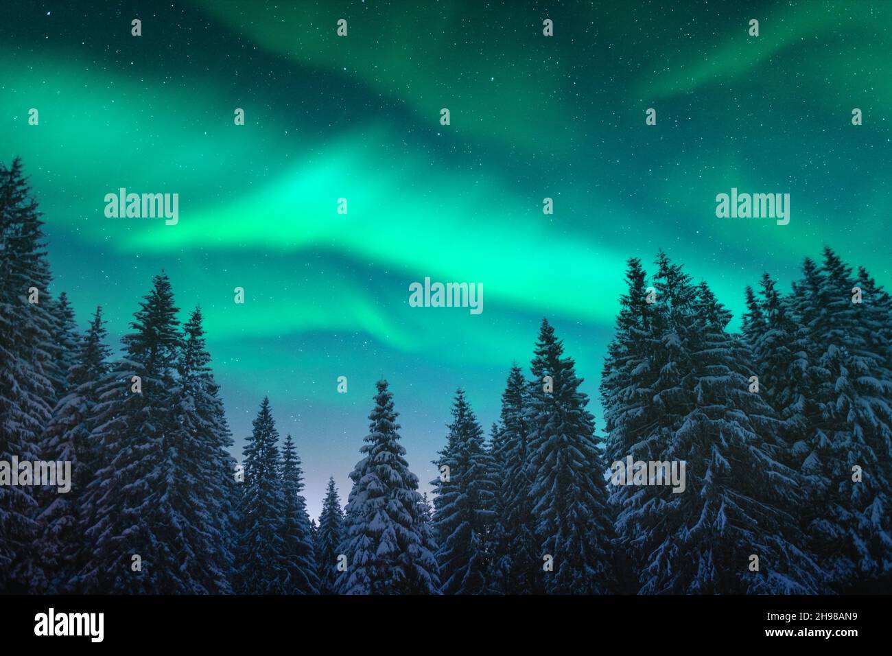 Aurora borealis. Northern lights in winter forest. Sky with polar ...