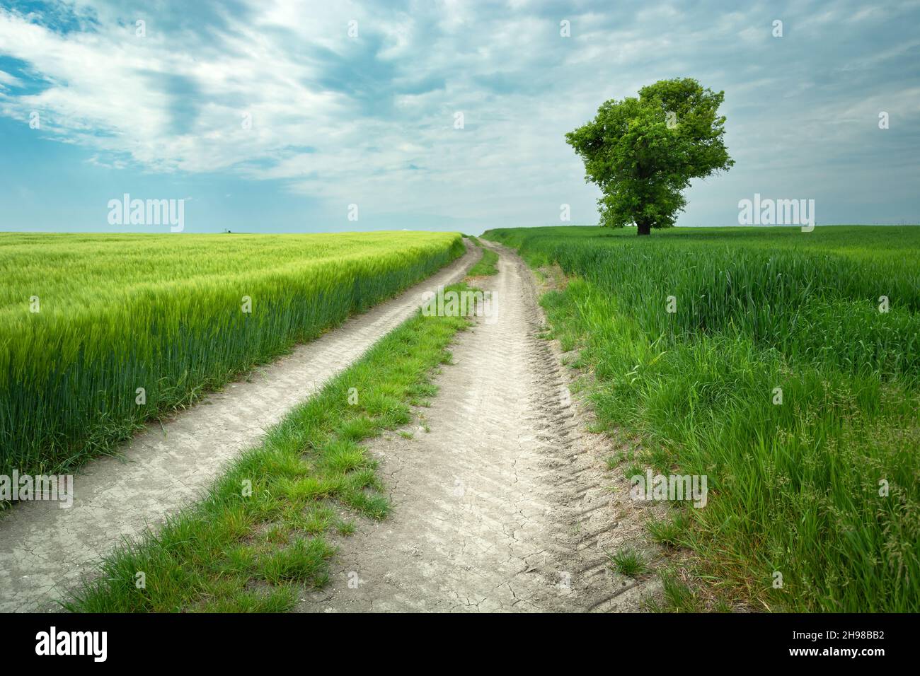 Tree and road hi-res stock photography and images - Alamy