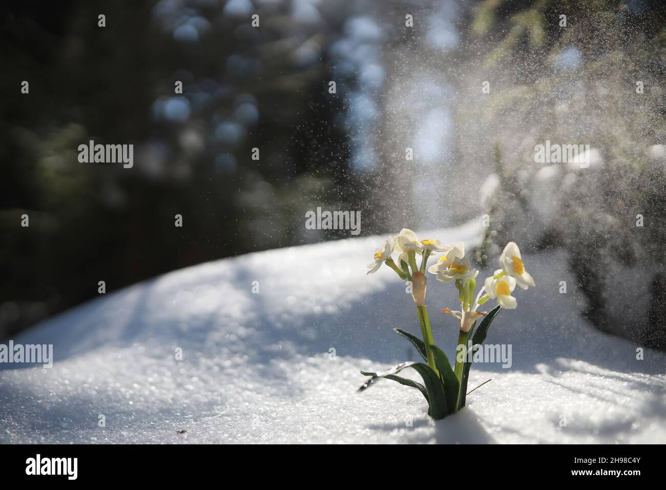 The first spring flower. Snowdrop in the forest. Spring sunny day in ...