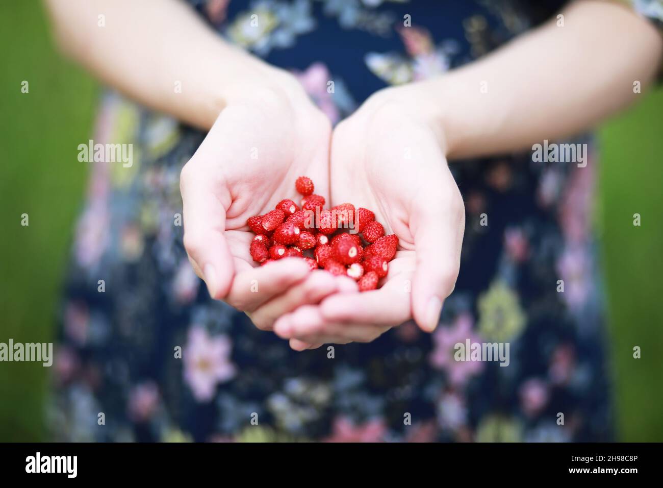The white shirt woman holding many fresh strawberries in her hands with ...