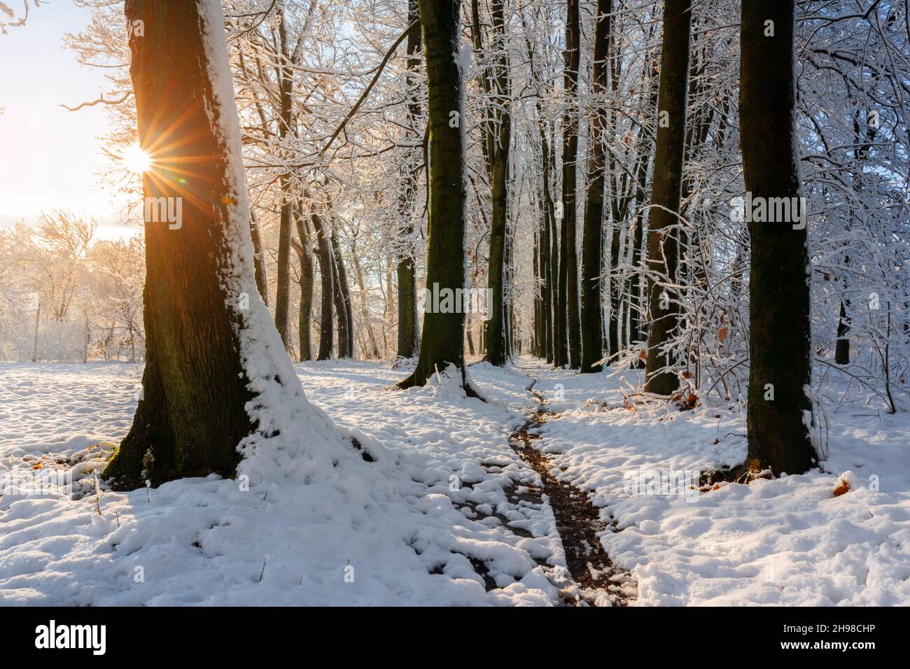 Majestic snowy alley with sun star. Picturesque winter scene. Landscape photography Stock Photo