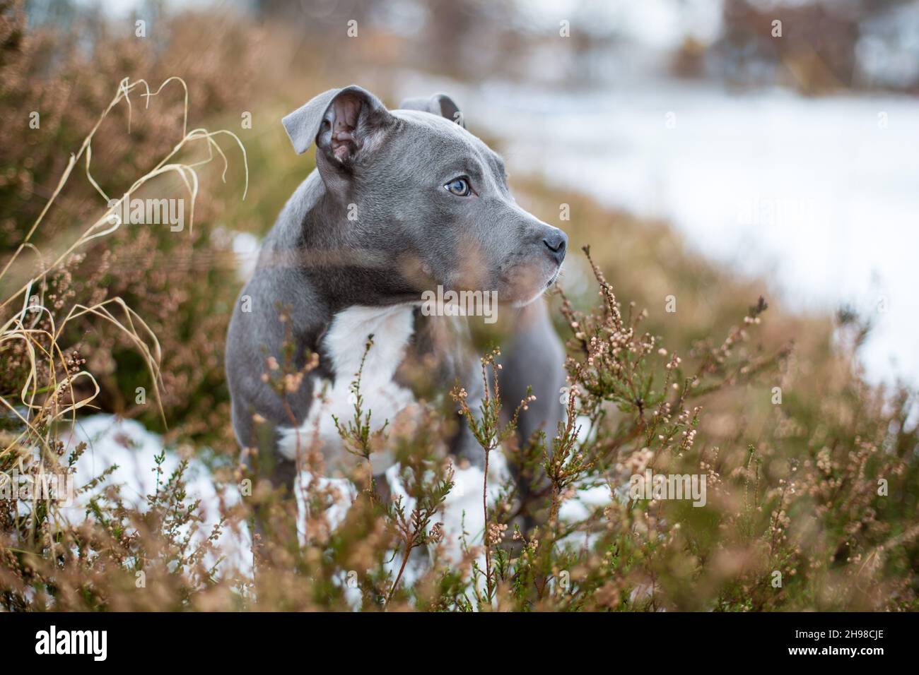 Blue American Staffordshire Terrier puppy Stock Photo