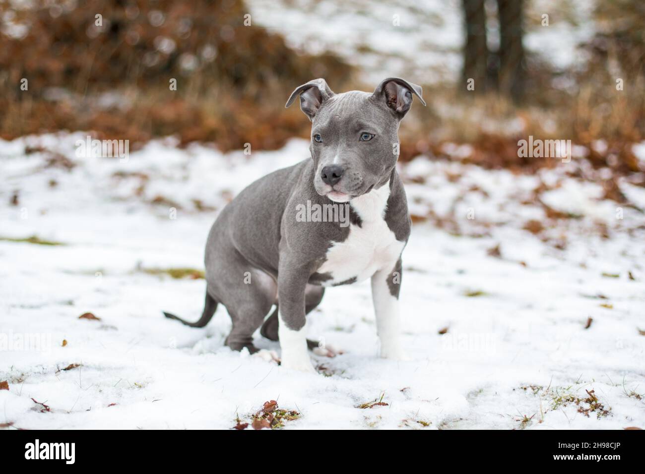 Blue American Staffordshire Terrier puppy Stock Photo