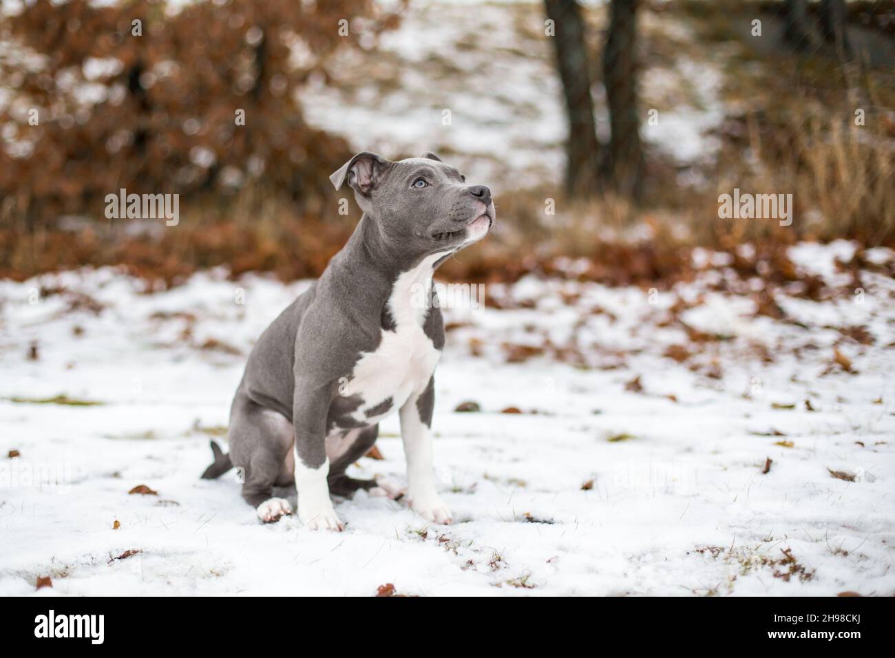 Blue American Staffordshire Terrier puppy Stock Photo - Alamy