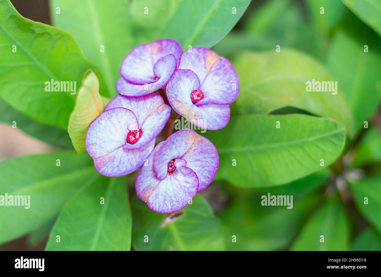 A blue/purple colored Crown of Thorns, Euphorbia milii, flowers with leaves Stock Photo