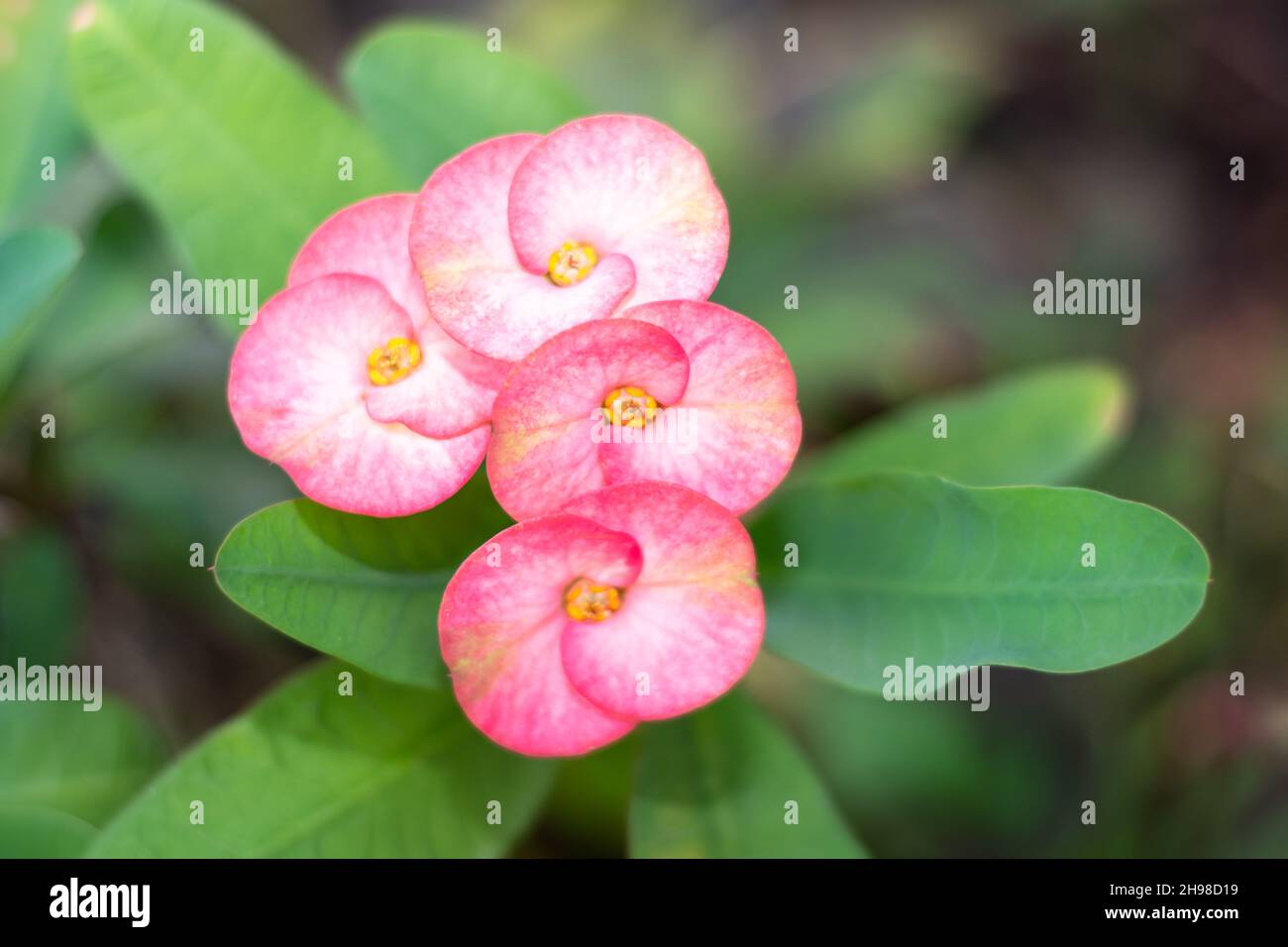 Cluster of pink colored Crown of Thorns, Euphorbia milii, flowers with leaves Stock Photo