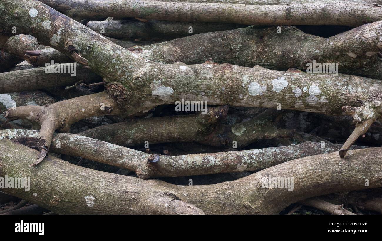 tree logs, stacked firewood, closeup view Stock Photo