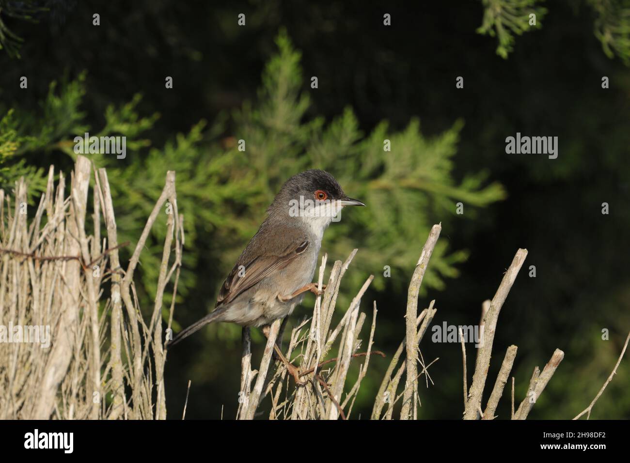 Sardinian warbler a common species on Majorca and around the Mediterranean. Stock Photo
