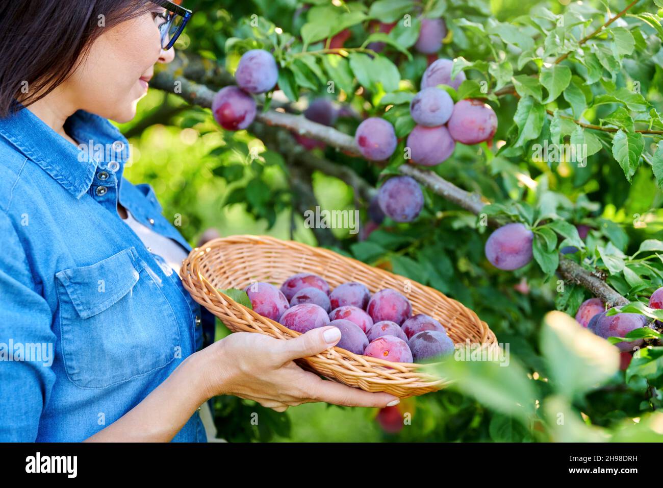 Closeup of woman's hand picking ripe plums from tree in basket Stock Photo Alamy