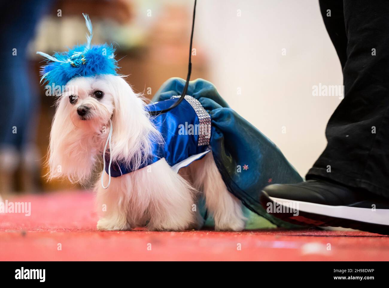 Missy the Maltese dog walks down the catwalk, during the Victorian