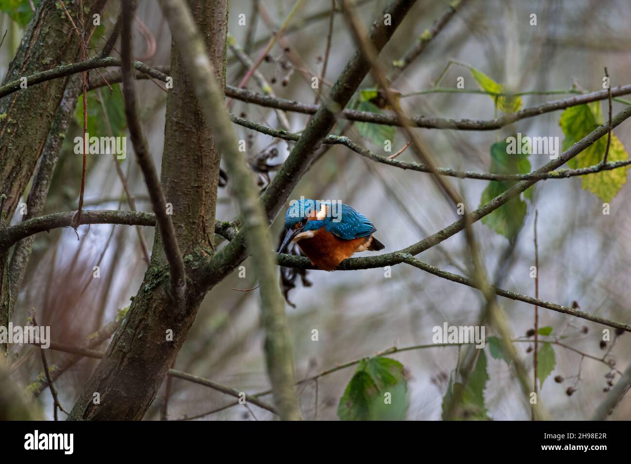 A common Kingfisher, Alcedo atthis, also known as the Eurasian kingfisher, or river Kingfisher perched on a branch by a pond. Stock Photo