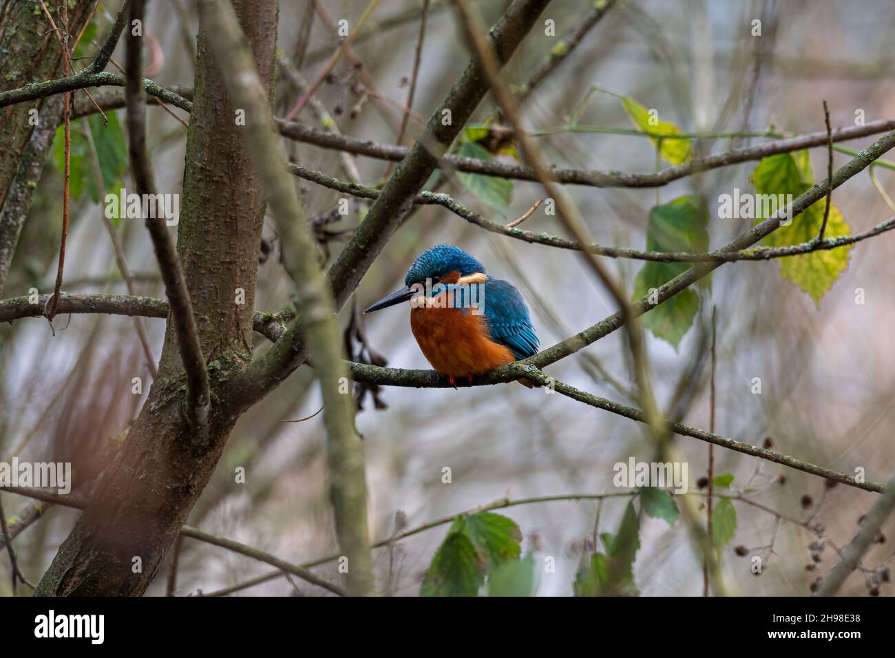 A common Kingfisher, Alcedo atthis, also known as the Eurasian kingfisher, or river Kingfisher perched on a branch by a pond. Stock Photo