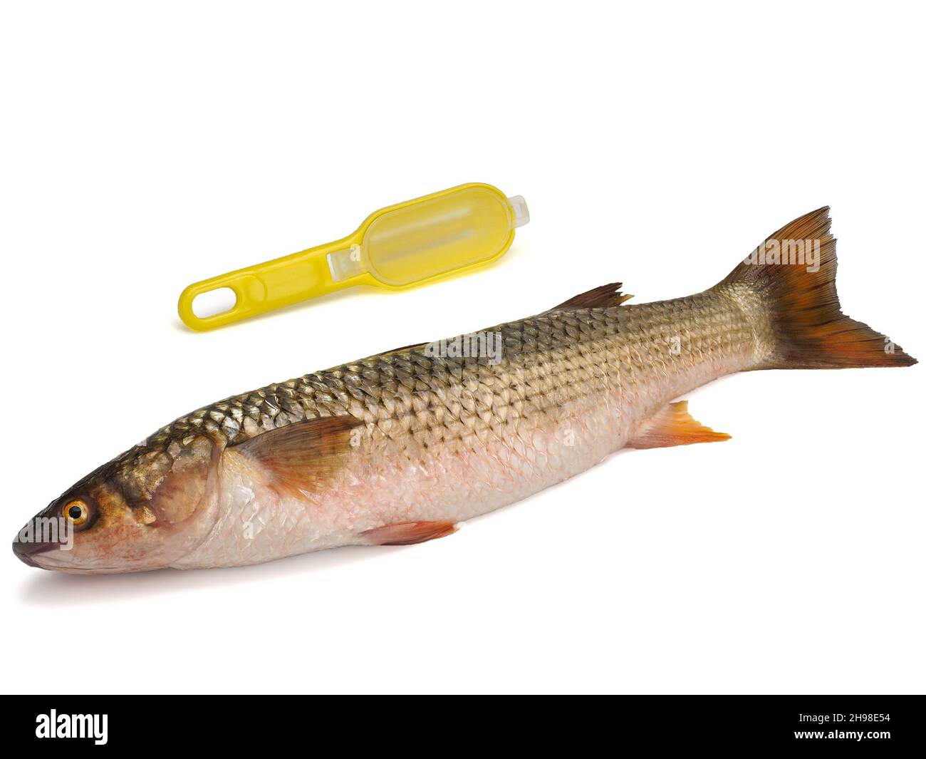 Red-finned mullet isolated on a white background Stock Photo