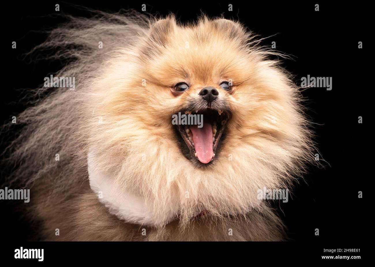 Mr Darcey, the Pomeranian dog, during the Victorian Christmas themed