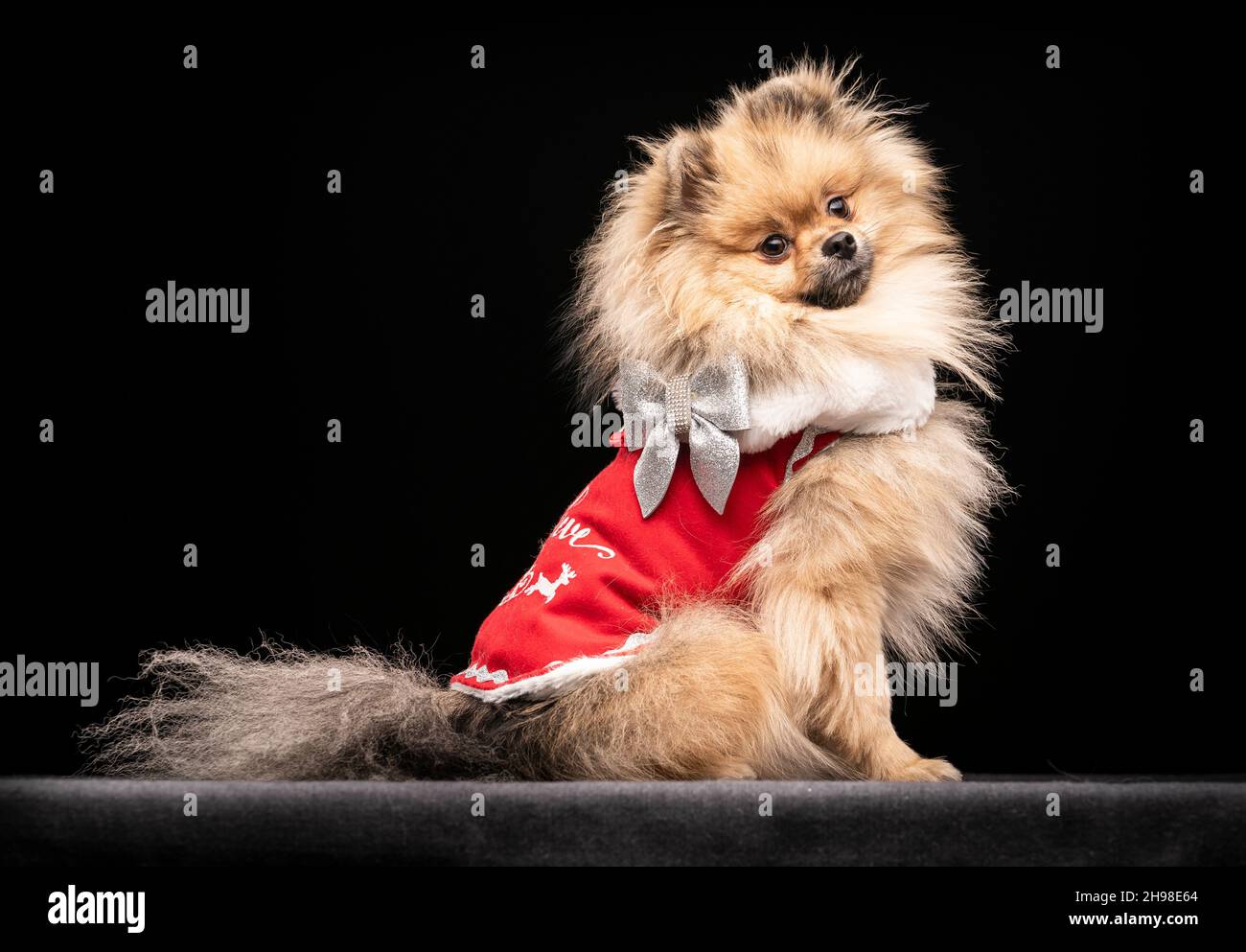 Mr Darcey, the Pomeranian dog, during the Victorian Christmas themed