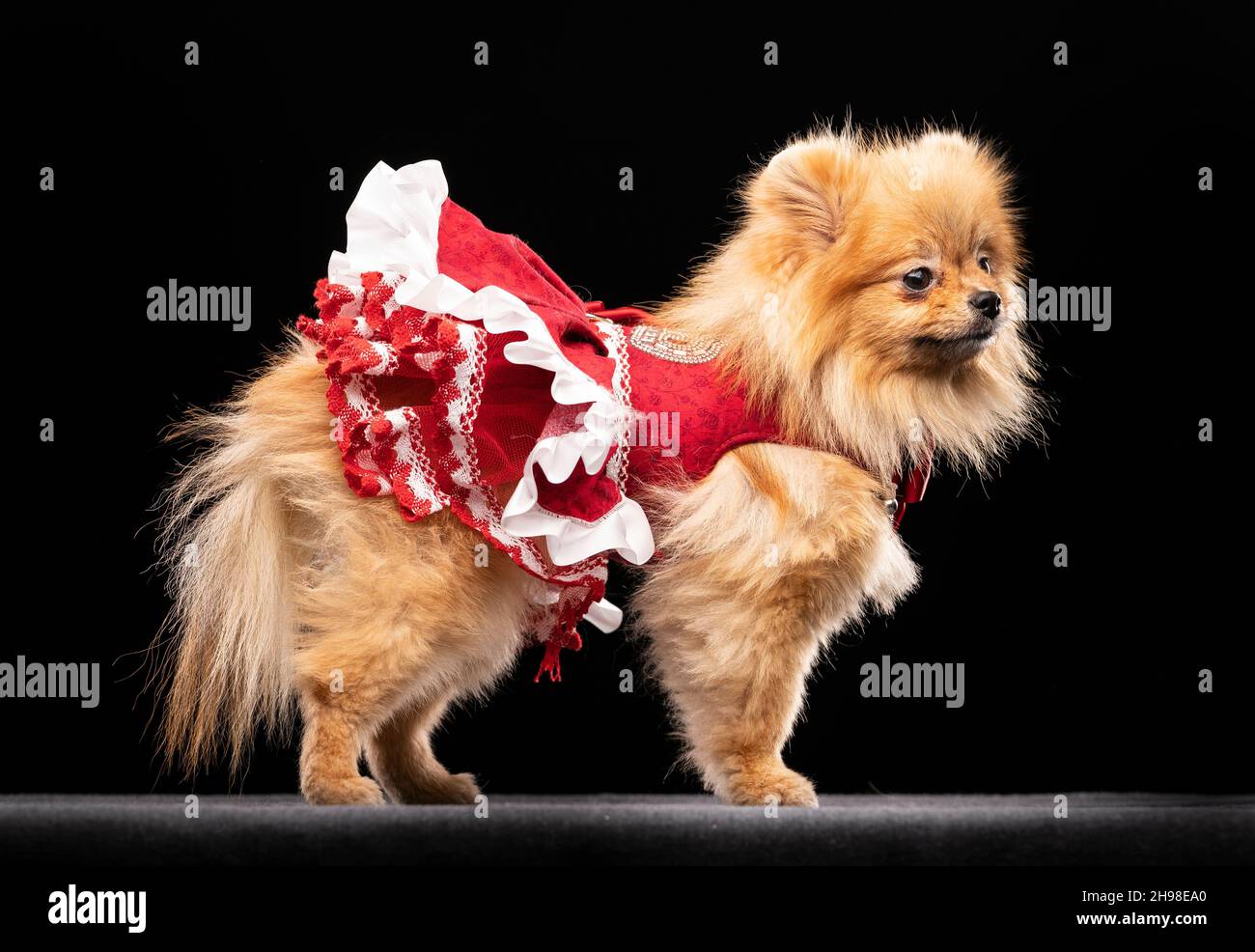 Tallulah, the Pomeranian dog, during the Victorian Christmas themed(02)