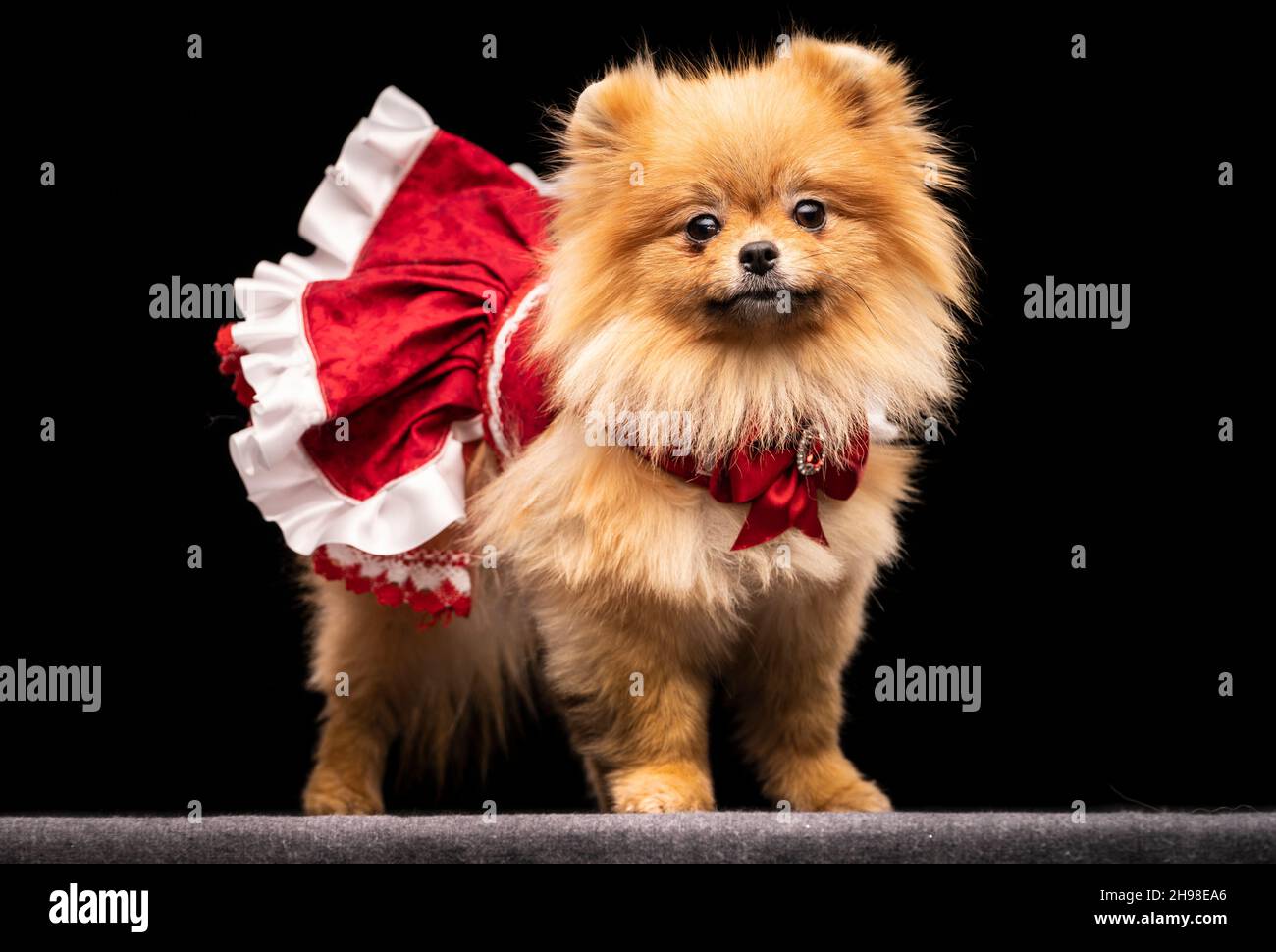 Tallulah, the Pomeranian dog, during the Victorian Christmas themed