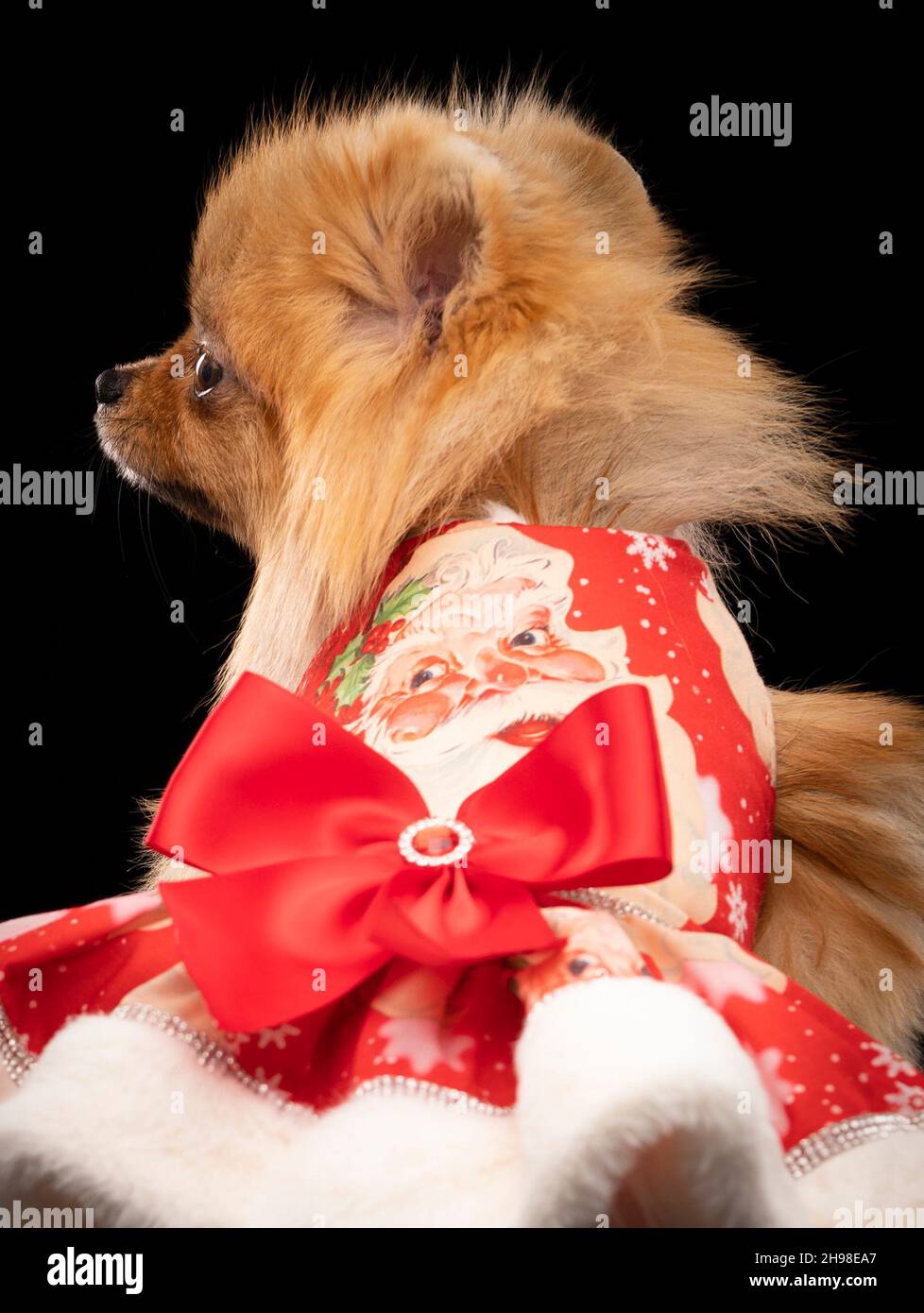 Tallulah, the Pomeranian dog, during the Victorian Christmas themed