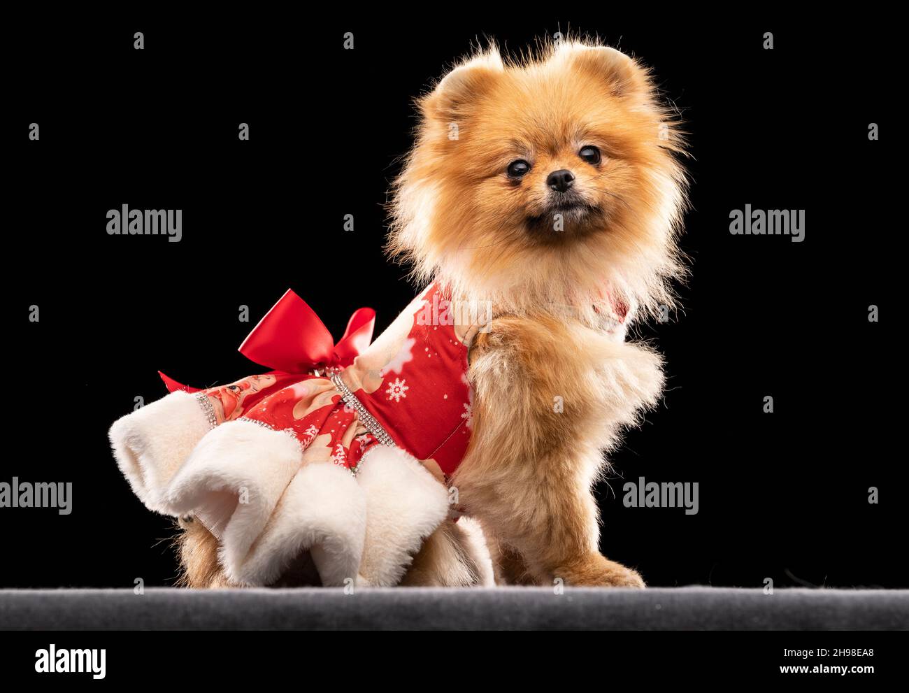 Tallulah, the Pomeranian dog, during the Victorian Christmas themed