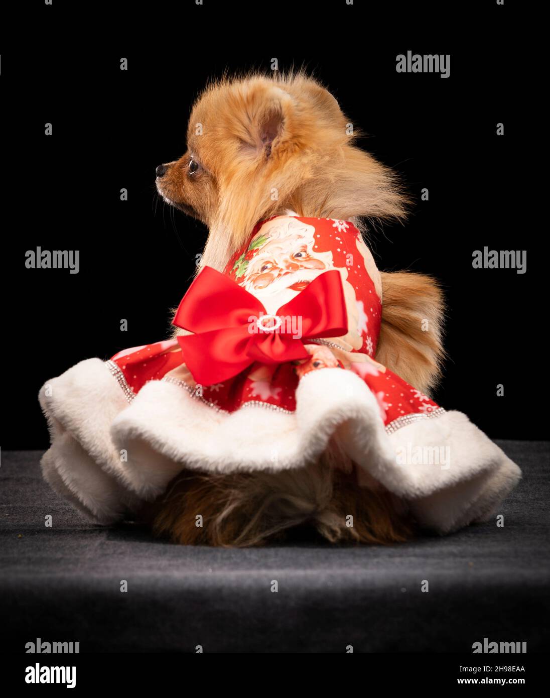 Tallulah, the Pomeranian dog, during the Victorian Christmas themed