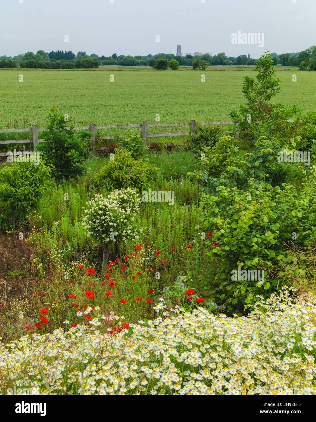 Historical view from Minster Way view of Parklands with farmland, wild flowers, and minster, now a new large housing estate in Beverley, Yorkshire, UK Stock Photo