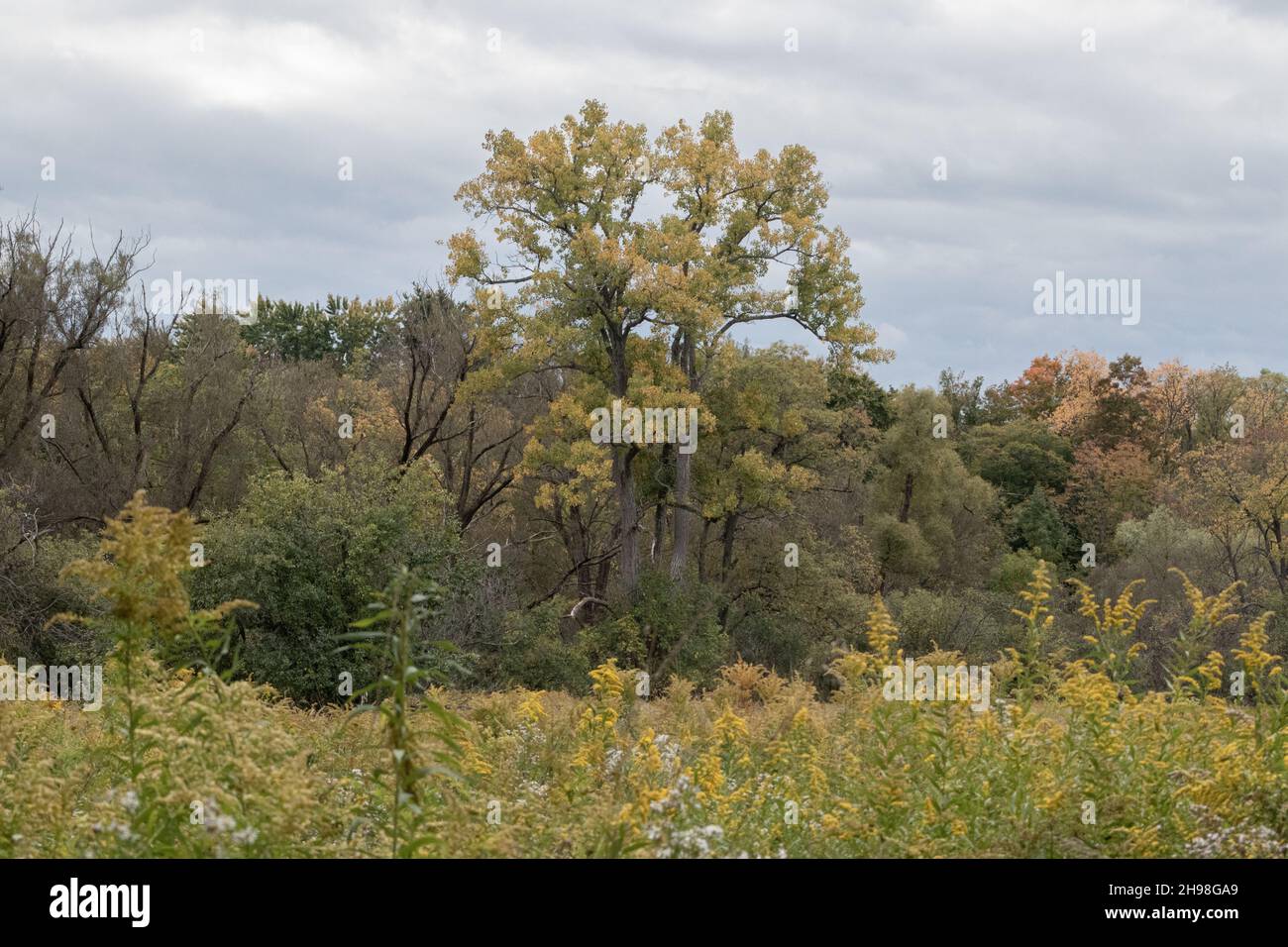 The beautiful autumn forest landscape against a cloudy sky Stock Photo ...
