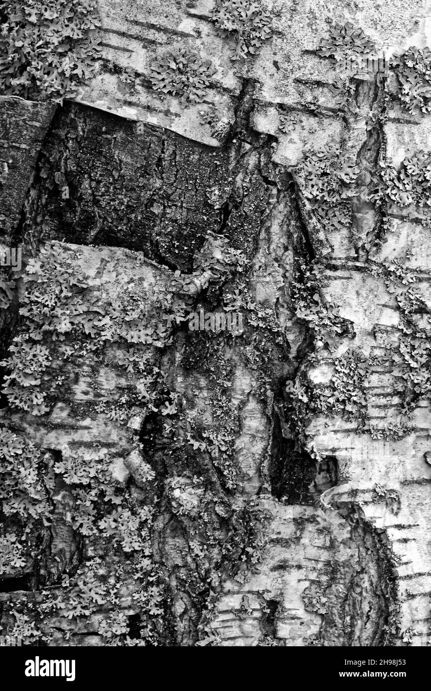 Photo of old tree,bark Stock Photo Alamy