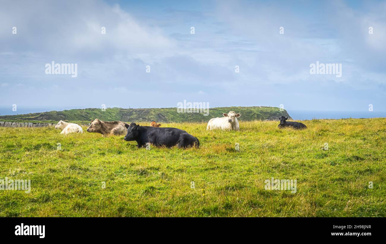 Herd of cows or cattle grazing on fresh green field or pasture in ...