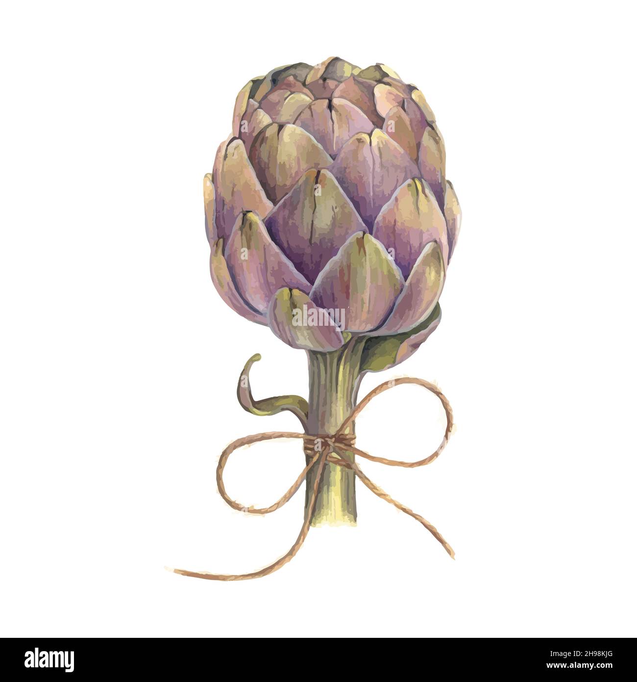 Artichoke vector hand drawing Stock Vector Image & Art Alamy