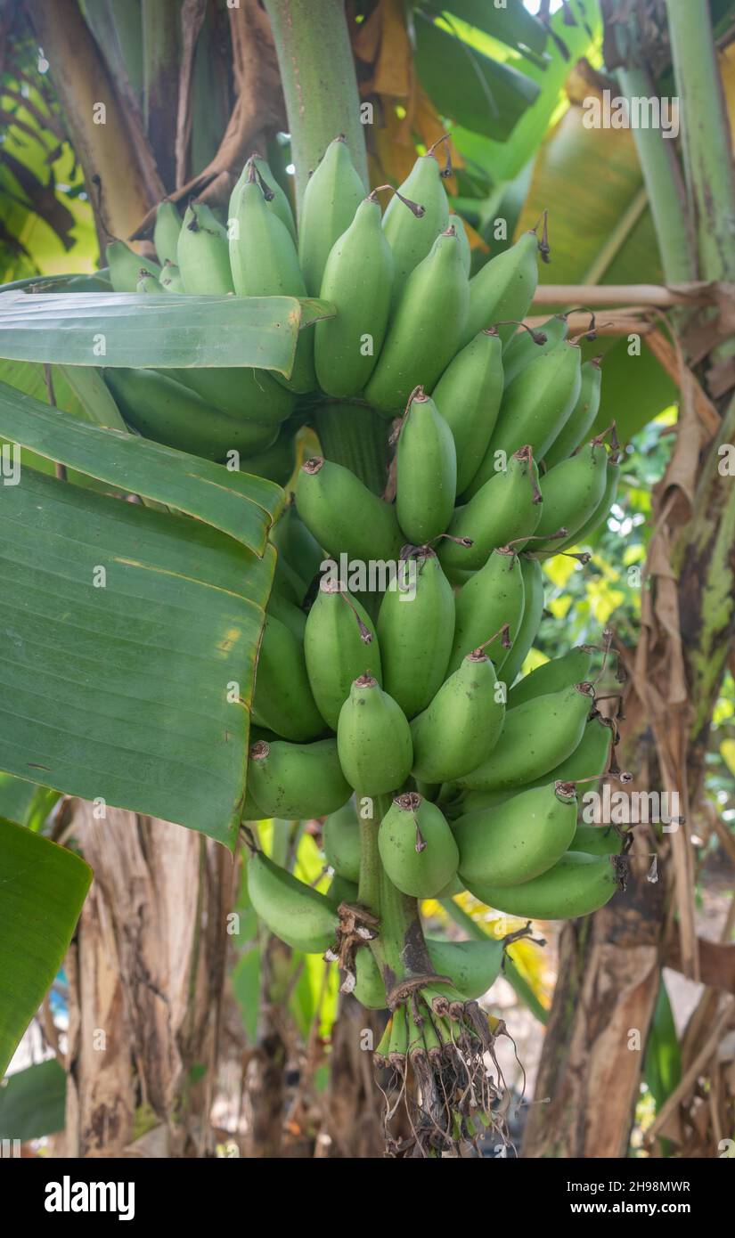 A bunch of Asian green bananas (high in starch instead of sugar