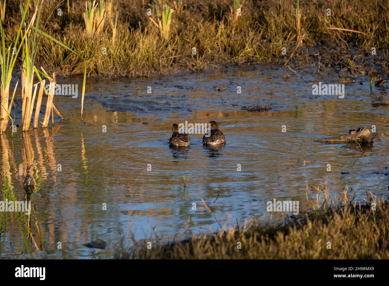 Ducks swimming in a water pond at the Gazelle Valley described as Israel’s first urban nature reserve named for a herd of gazelles of the subspecies Gazella that live in this area located in the heart of Jerusalem, Israel, Stock Photo