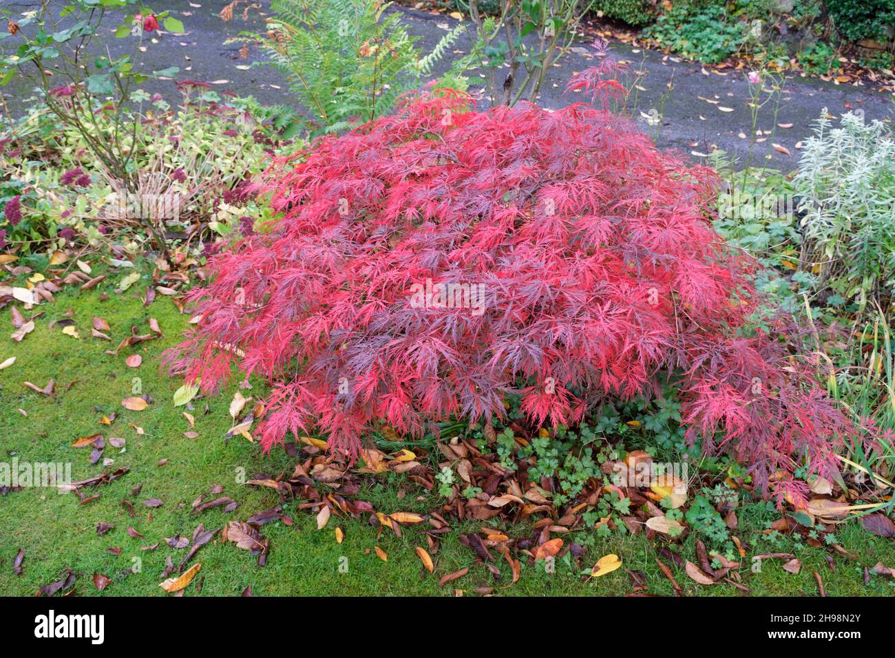 Acer palmatum Dissectum Garnet Japanese maple in garden in autumn Stock Photo