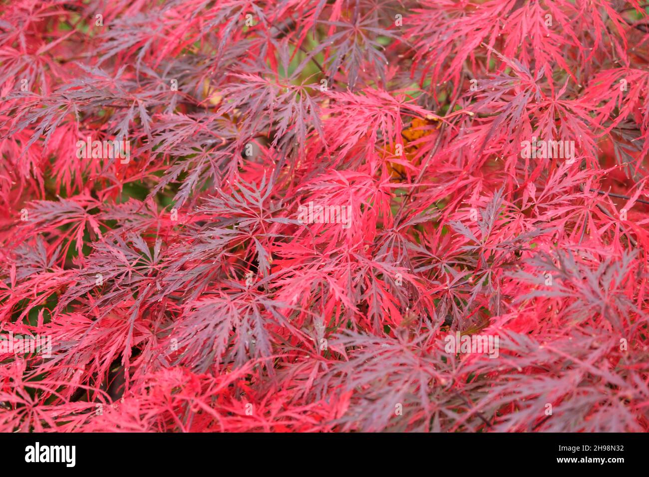Leaves of Acer palmatum Dissectum Garnet Japanese maple in autumn Stock Photo
