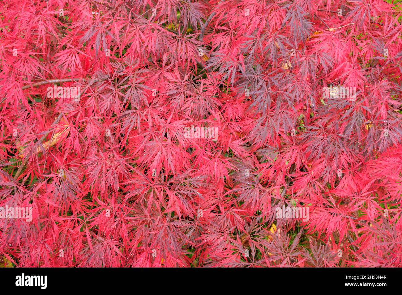 Leaves of Acer palmatum Dissectum Garnet Japanese maple in autumn Stock Photo