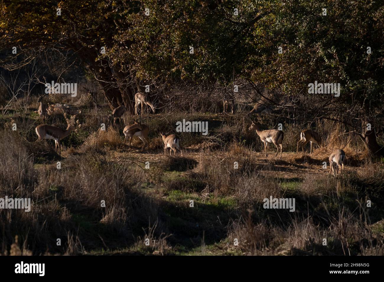Mountain gazelles herding in Gazelle Valley described as Israel’s first urban nature reserve named for a herd of gazelles of the subspecies Gazella that live in this area located in the heart of Jerusalem, Israel Stock Photo