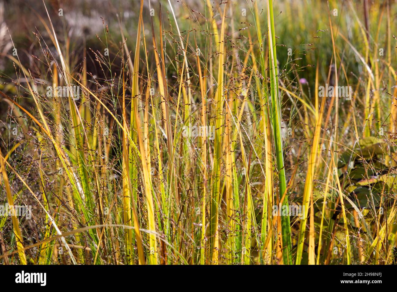 Panicum Virgatum 'Northwind' (tall switch grass) in autumn in UK garden Stock Photo