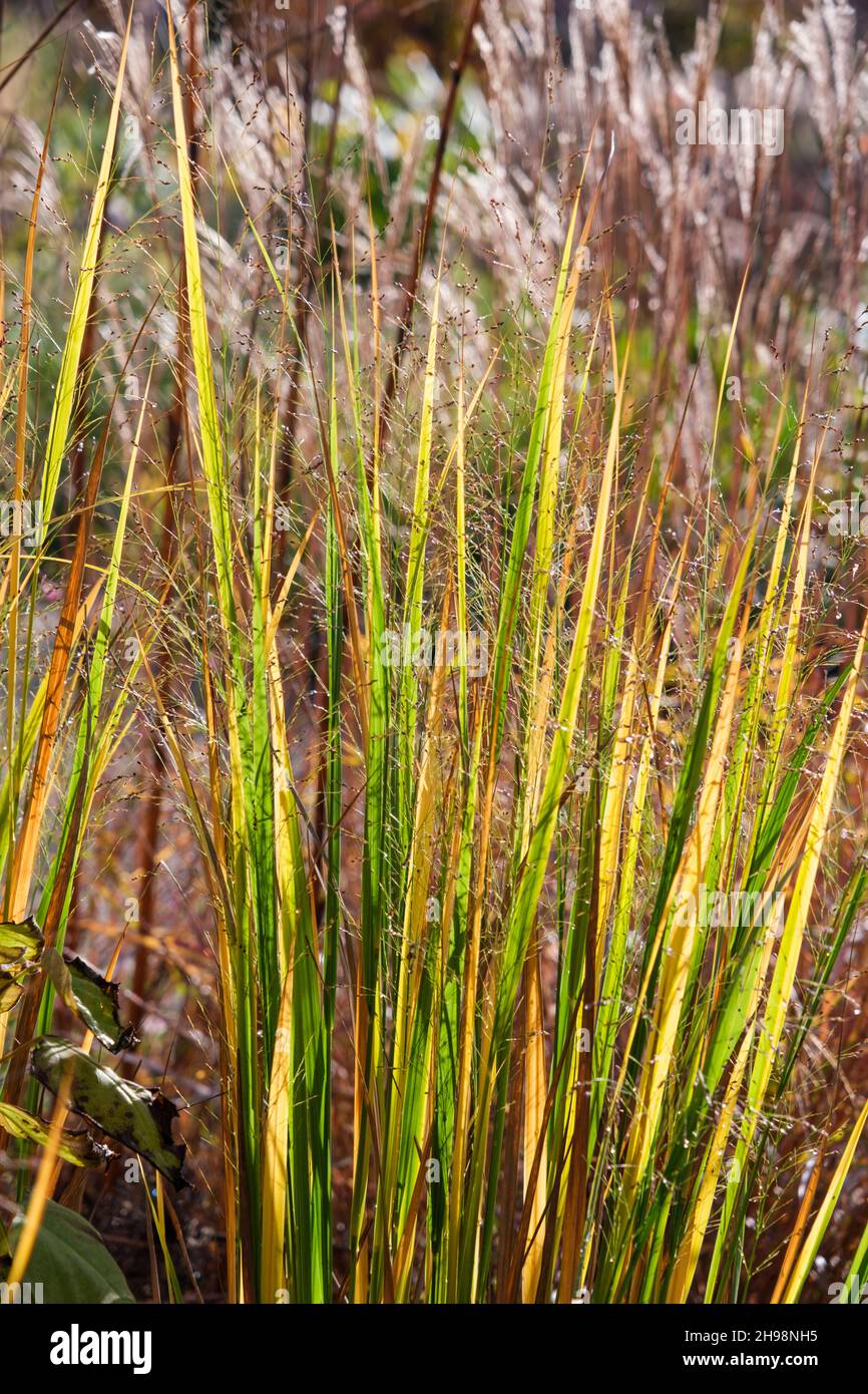 Panicum Virgatum "Northwind" (tall switch grass) in autumn in UK garden Stock Photo Alamy
