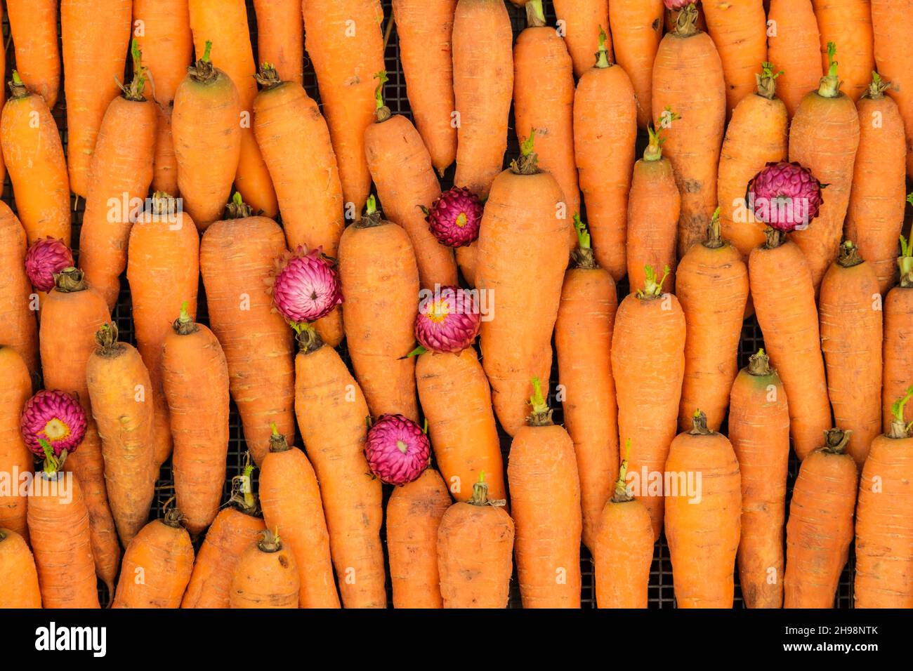 Raw carrots neatly stacked in tray, decorated with everlasting flowers Stock Photo