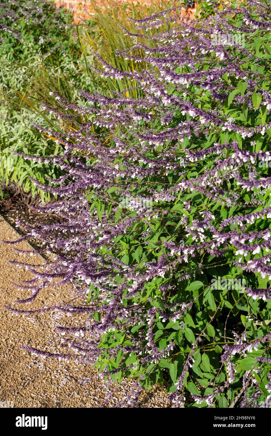 Salvia 'Phyllis' Fancy' flowering in October in a UK garden Stock Photo