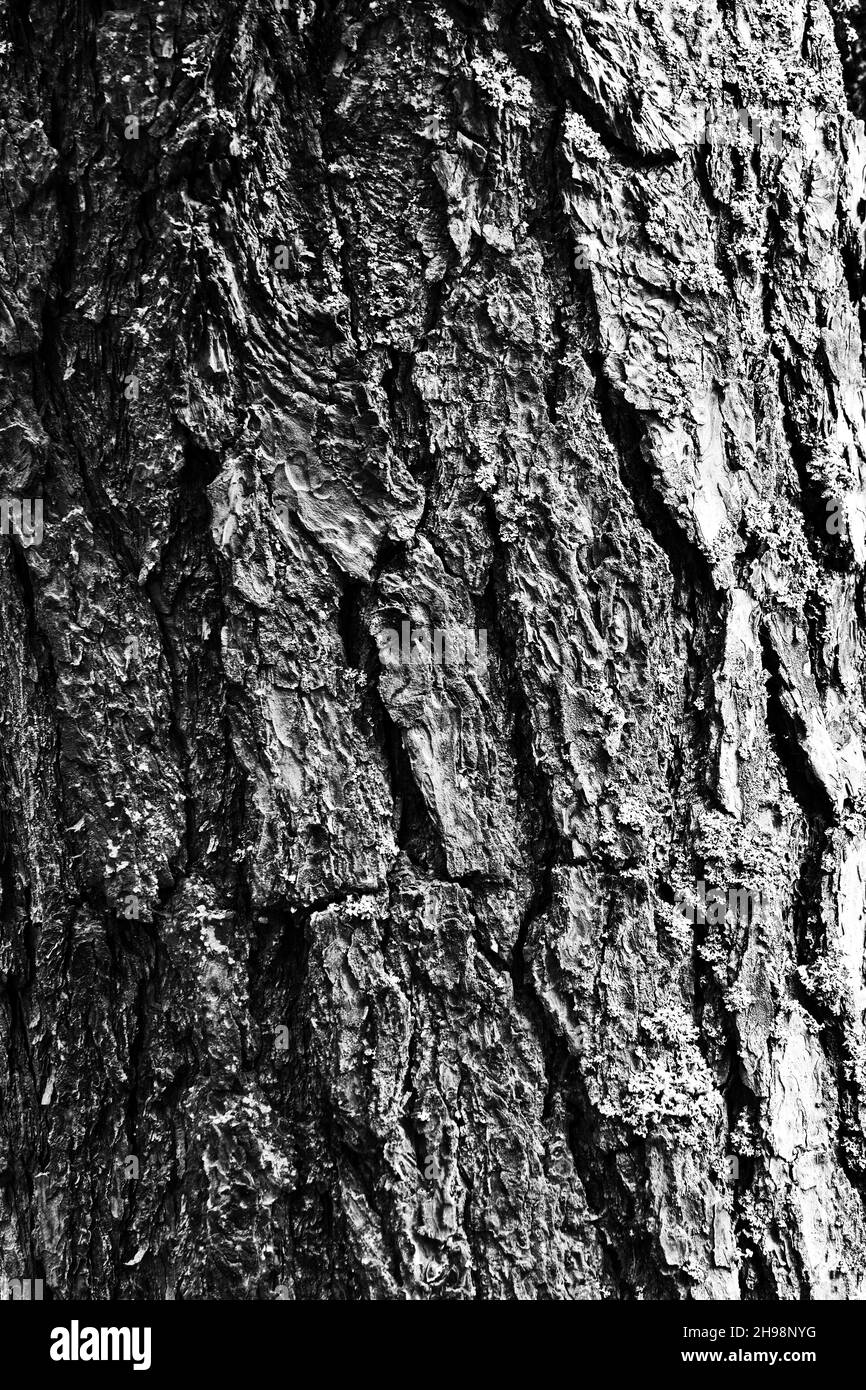Photo of old tree,bark Stock Photo Alamy